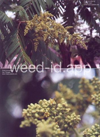 sumac, staghorn
